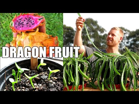 , title : 'Pitaya / Dragon Fruit | Transplanting and Growing Rare Varieties from Seed