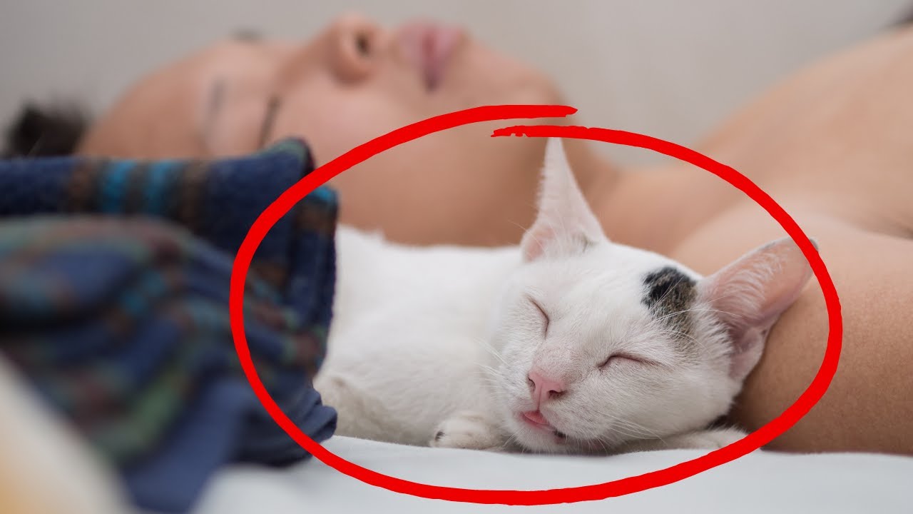 How to Form Strong Bond with Cat