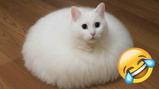 笑わないように頑張って 🐅 トイレにキャット！ | かわいい猫チャンネル