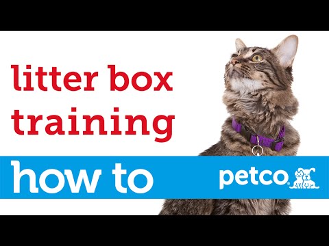 How to Train Your Cat to Use a Litter Box (Petco) - YouTube