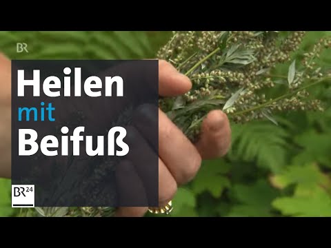 Beifuß, Schafsgarbe und Johanniskraut - letzte Heilpflanzen im Kräuterjahr | Abendschau | BR24