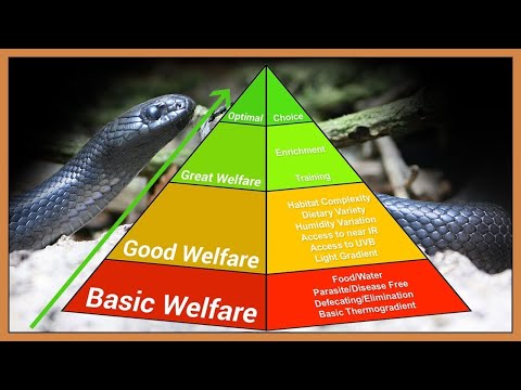 How Do You Keep Reptiles Better?