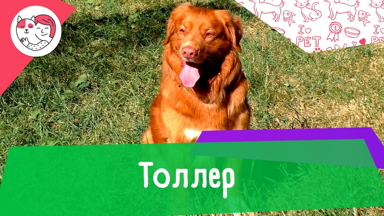Толлер. Особенности. Уход