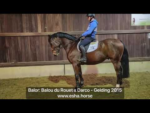 Balor: Balou du Rouet x Darco