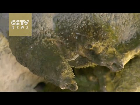 Uganda stalactites: Limestone caves show natural wonders