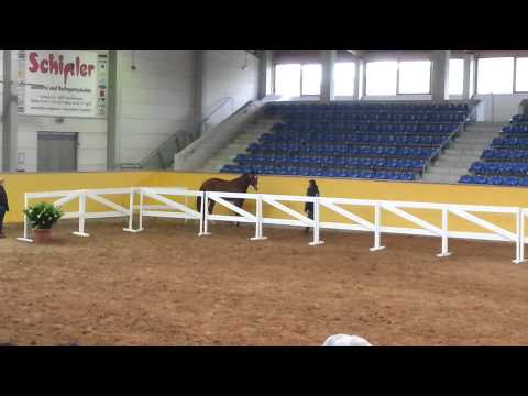 Hengst vom Zirocco Blue