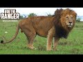 Majestic Lions With Manes Blowing In The Wind | Maasai Mara Safari | Zebra Plains