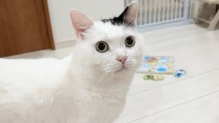 家族団らんにしっかり参加する猫がかわいい