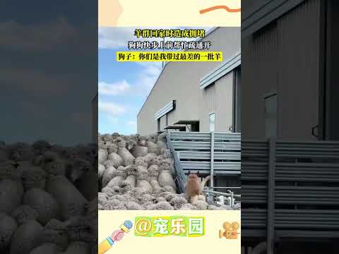 羊群回家時造成擁堵 狗狗快步上前幫忙疏通開 狗子：你們是我帶過最差的一批羊 #寵樂園 #輕鬆一刻 #動物