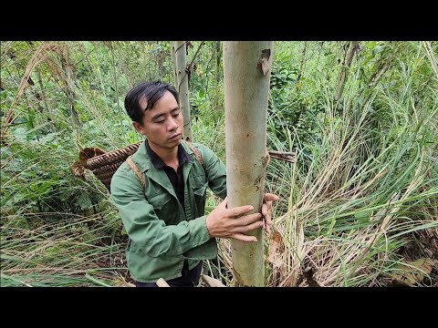 Jhony takes care of the forest and protects the forest, Building a life (EP 228)
