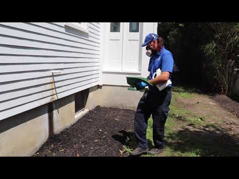 Odorous House Ants Causing a Stink in Farmingdale, NJ