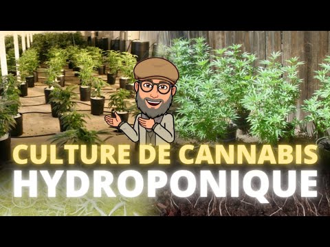 , title : '💧 6 Types  de Système Hydroponique pour Cultiver le Cannabis  - Hydroponie & Aéroponie'