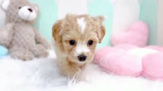 ハーフ犬の動画01