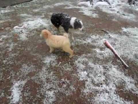 Snowy Day with the Dogs