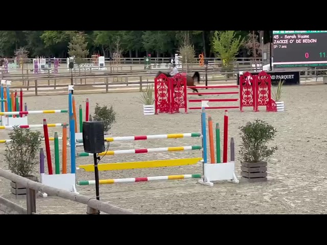 Cavalla Sella Francese In vendita 2019 Baio