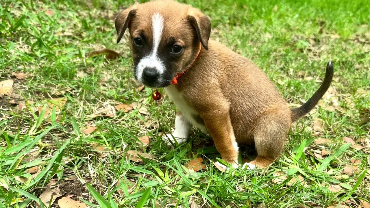 Ava, an adopted mixed breed in Cheektowaga, NY video 6/6