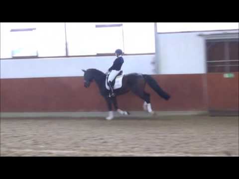 Lot 12 For You - Addington Elite Auction 3rd December 2016