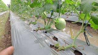 Download lagu PENTING..PEMBESARAN MELON mp3 Download lagu PENTING..PEMBESARAN MELON mp3