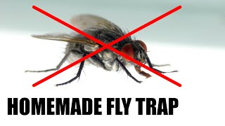 Make a Homemade Fly Trap | Science Project