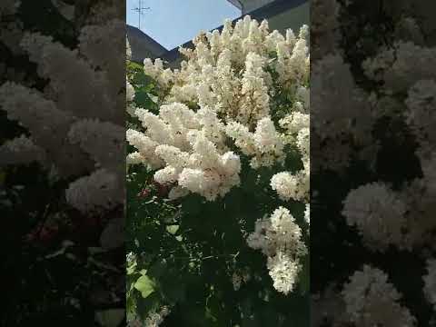 インディアンライラックの種を集める方法は？  庭園