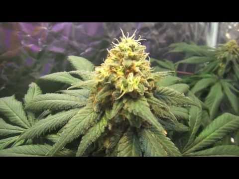 Nirvana's Eldorado Mexican Sativa, Pro-Grow 400X LED grow light -  Pt. 5