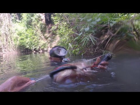 SE03EP102 - PINAMUGARAN na ng MGA MAMAW ang TR4 ( PANGASIUS AFRICAN o KARPA ) San Pablo City, Laguna