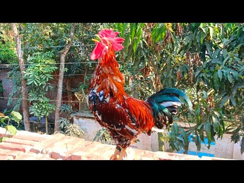 THE BIG ROOSTERS CROWING COMPILATION