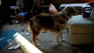 Graham xmas wrapping paper