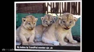 preview picture of video 'Antelope Park Sjw_uk's photos around Gweru, Zimbabwe (gweru lion volunteer projects zimbabwe)'