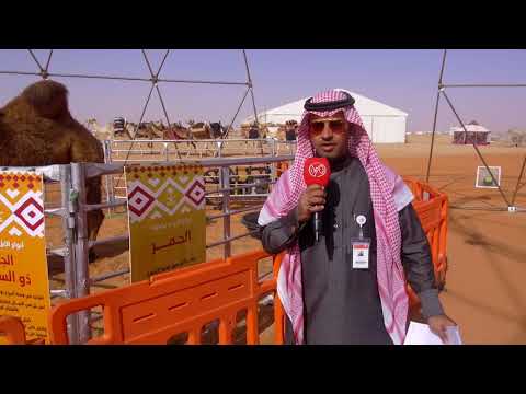 شاهد - اطول ناقه في العالم - قناة الصحراء