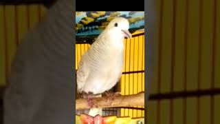 Download lagu Perkutut silver udanmas gacor suara super besar ‼️ mp3 Download lagu Perkutut silver udanmas gacor suara super besar ‼️ mp3