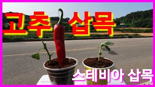 고추,스테비아 삽목 해봤습니다  귀농 귀촌 시골 농사 농부 텃밭 농업
