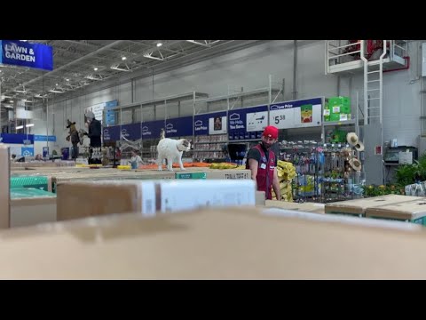 Richmond's famous Lowe's cat Francine found safe after NC adventure