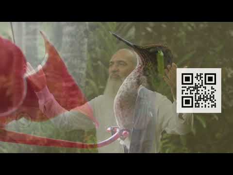 24 - A cura do beija-flor - Hinário O Caminho do Coração