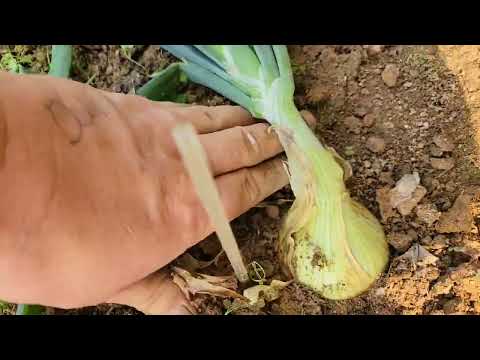 , title : 'How and when to harvest onions!'