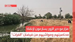 مزارعو دير الزور يسارعون لإنقاذ محاصيلهم ومواشيهم من فيضان "الفرات"