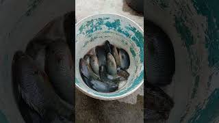 Download lagu @untuk nak buat pekasam ikan puyu mp3