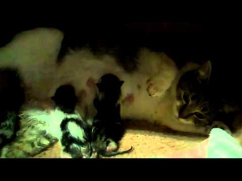 Angel Gives Birth To Her First Litter of Kittens