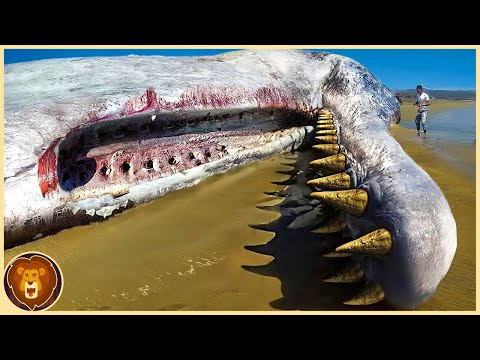 The 12 most dangerous animals in the world