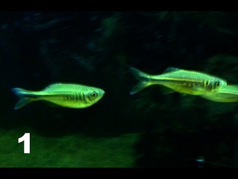Species Info 1: Giant Danio
