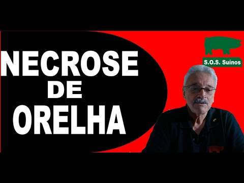 , title : 'SUINOCULTURA: Necrose de Orelha'