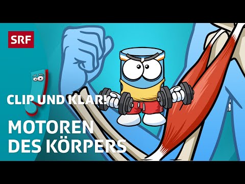 Wie Muskeln uns bewegen lassen | SRF Kids – Clip und klar! | Für Kinder erklärt