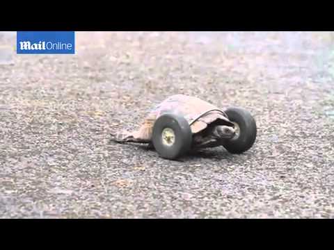 Check out Mrs T the Tortoise and her new...