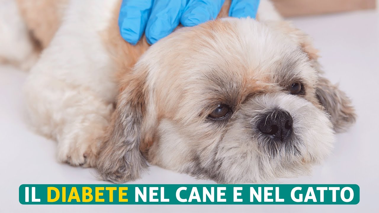 Il Diabete nel cane e nel gatto