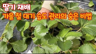 딸기재배 건조한 가을날씨 미리미리 준비하여 이겨냅니다!! 하나의 변하가 재배에 큰 변화를 만들어냅…