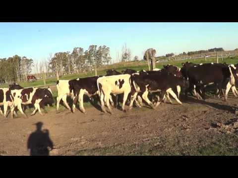 Copia de Terneros Holando