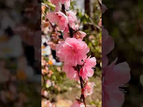 Sakura Matsuri - Festa da Florada da Cerejeira