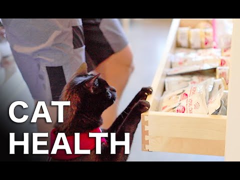 Cat Health w/ Royal Canin