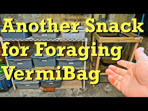 Another mid-foraging snack for the ENCs in the CFT system - worm farm vermicomposting