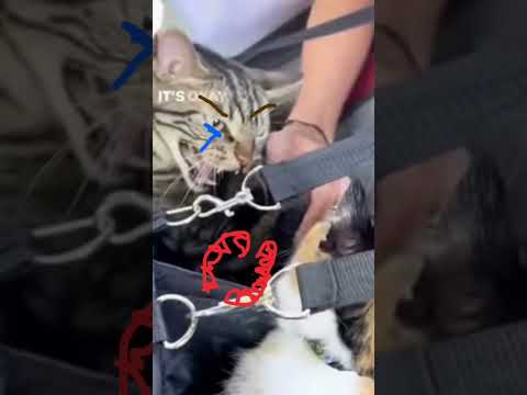 Millie￼ and Chase￼ breaking￼ up😭